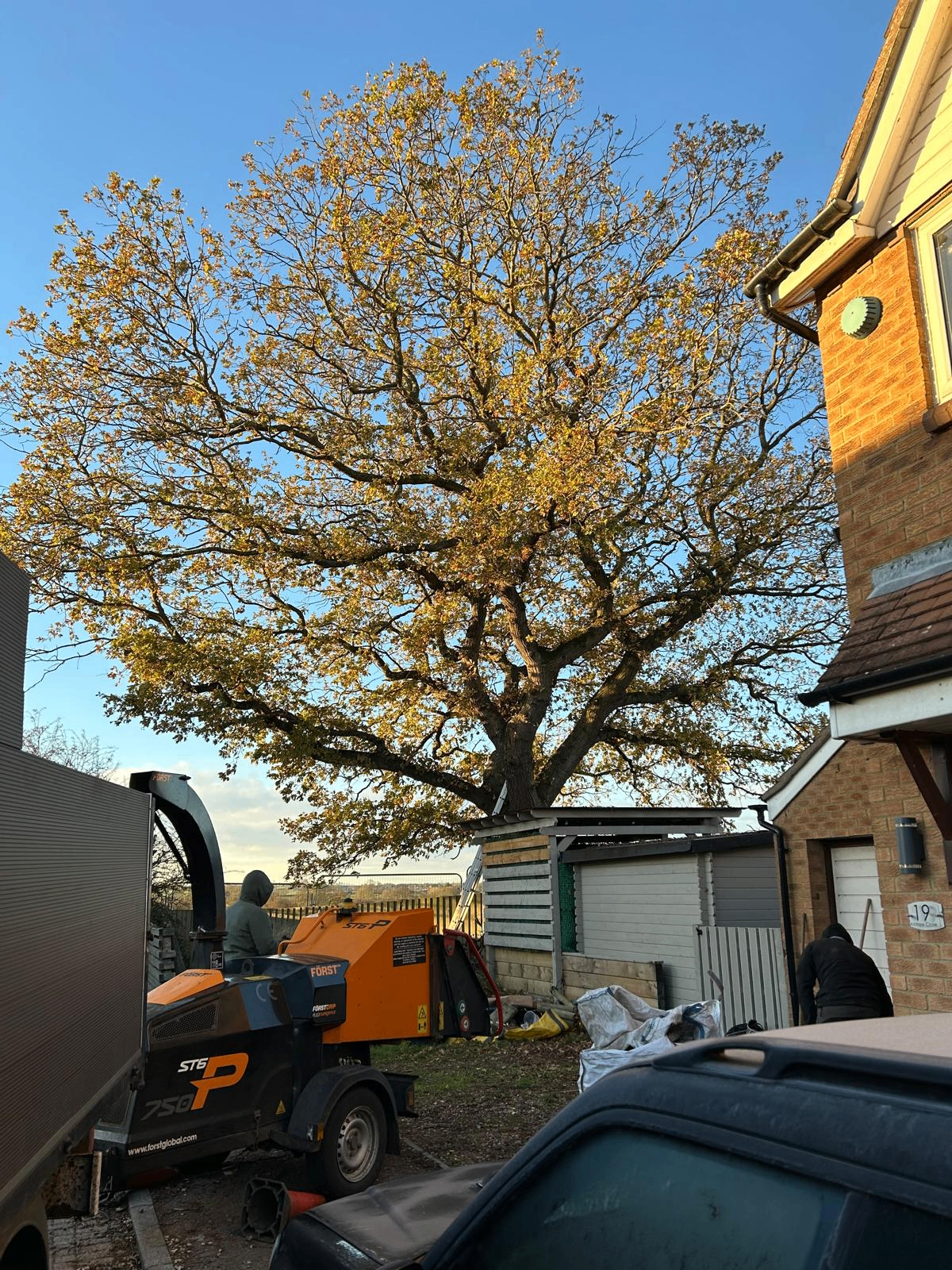 Before and after tree work — before