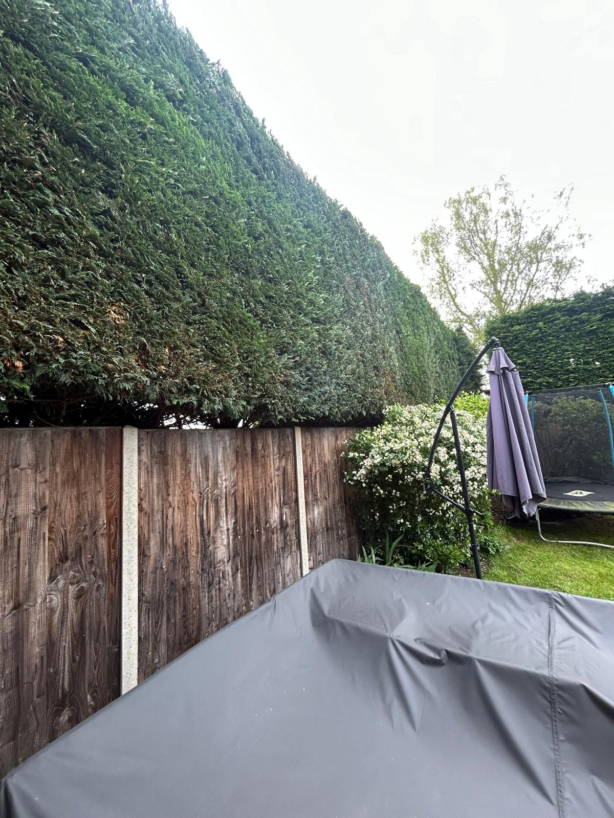 Tall established conifer hedge cleanly trimmed along a Bedfordshire garden boundary by Gildergreen