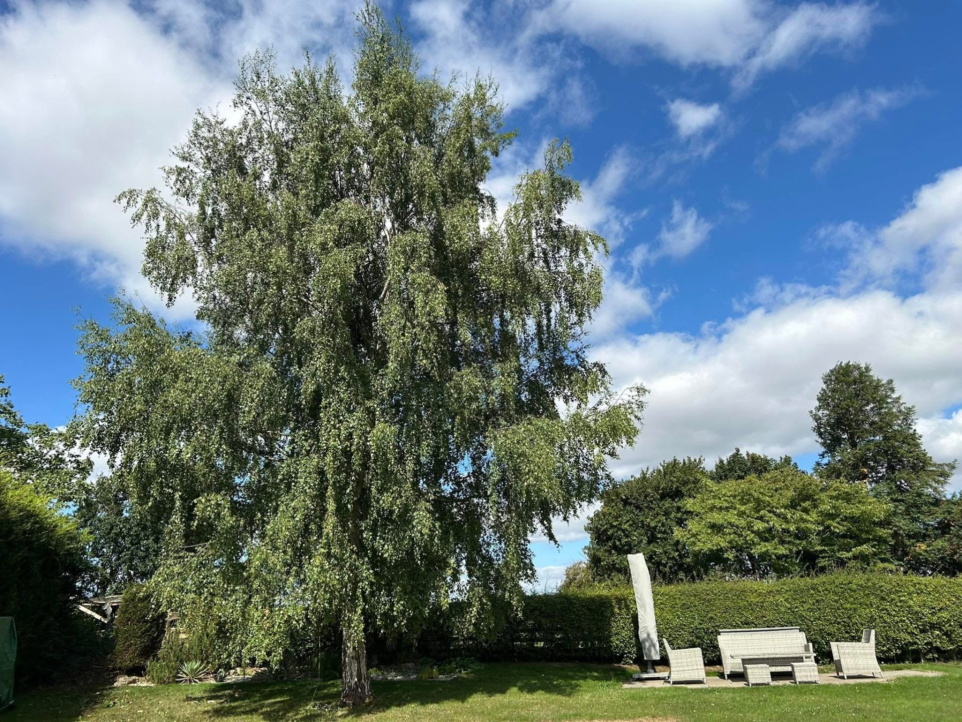 Before and after tree work — before