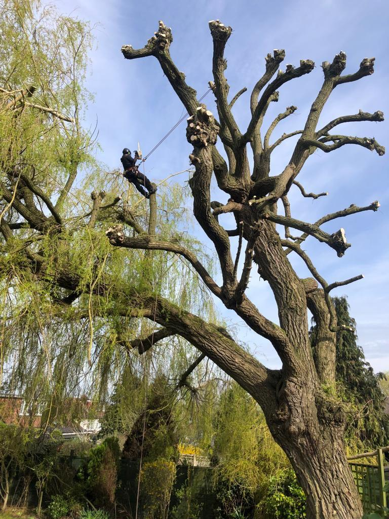 Gildergreen climber pollarding a mature willow back to its main framework in a Bedfordshire garden