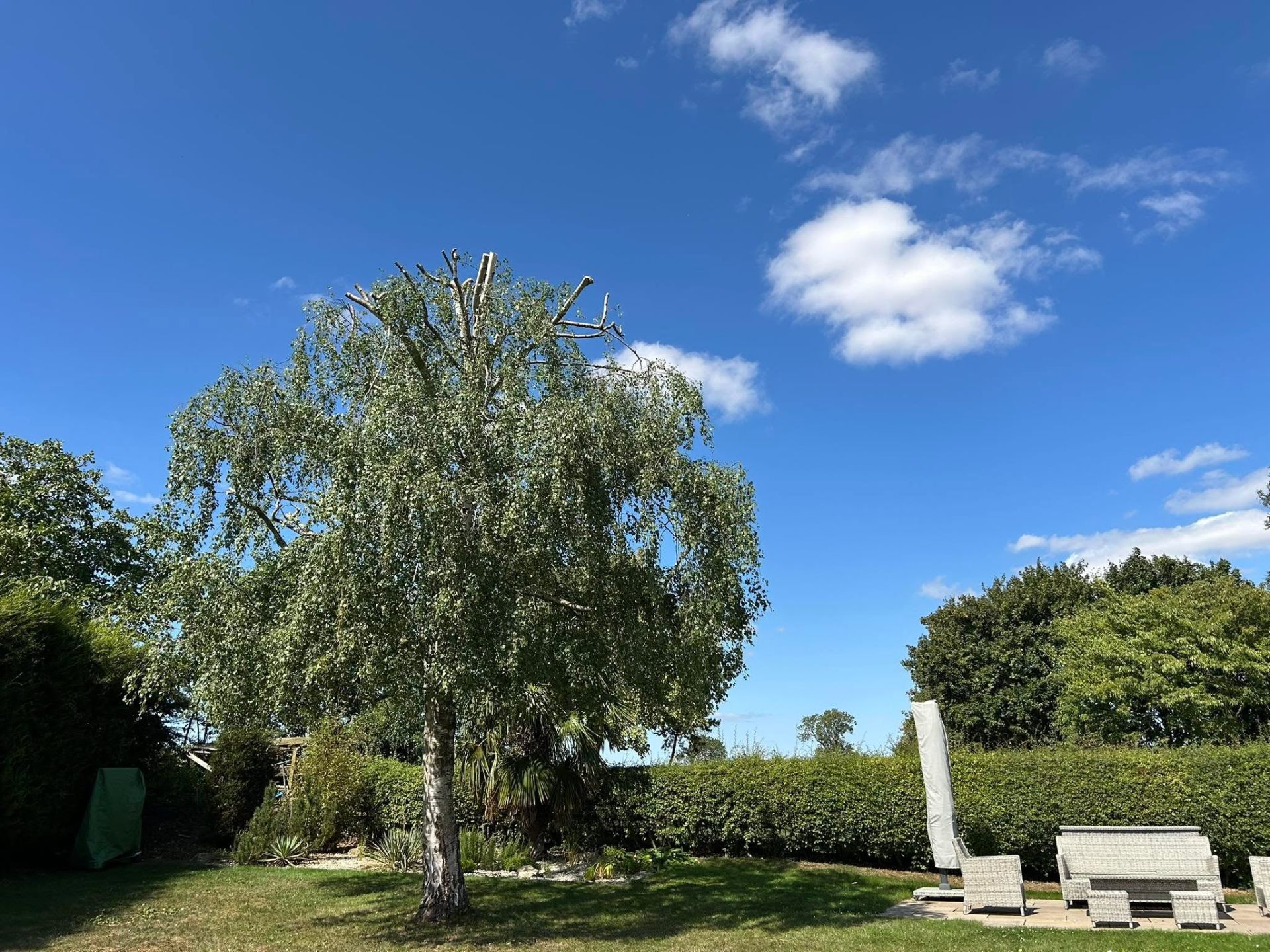 Before and after tree work — after