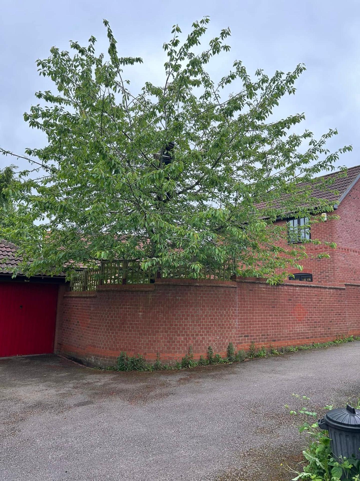 Before and after tree work — before