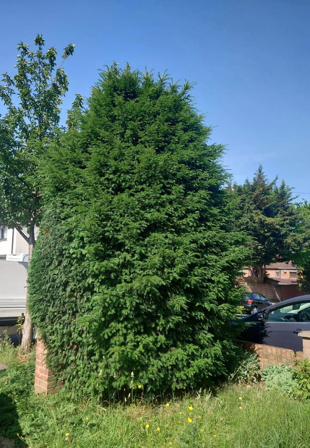 Before and after tree work — before