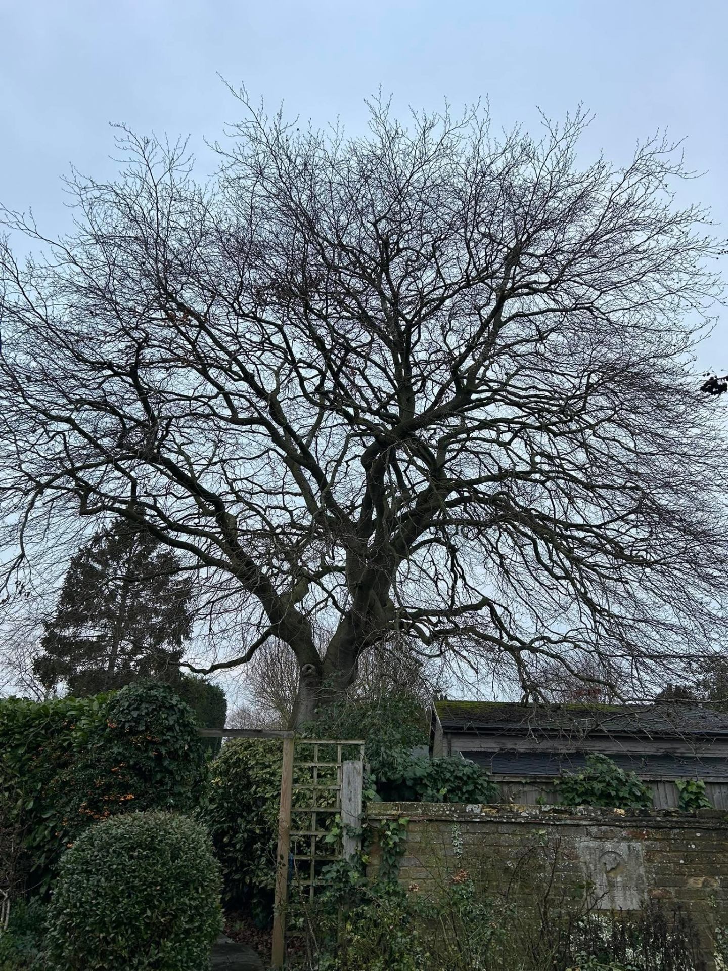 Before and after tree work — before