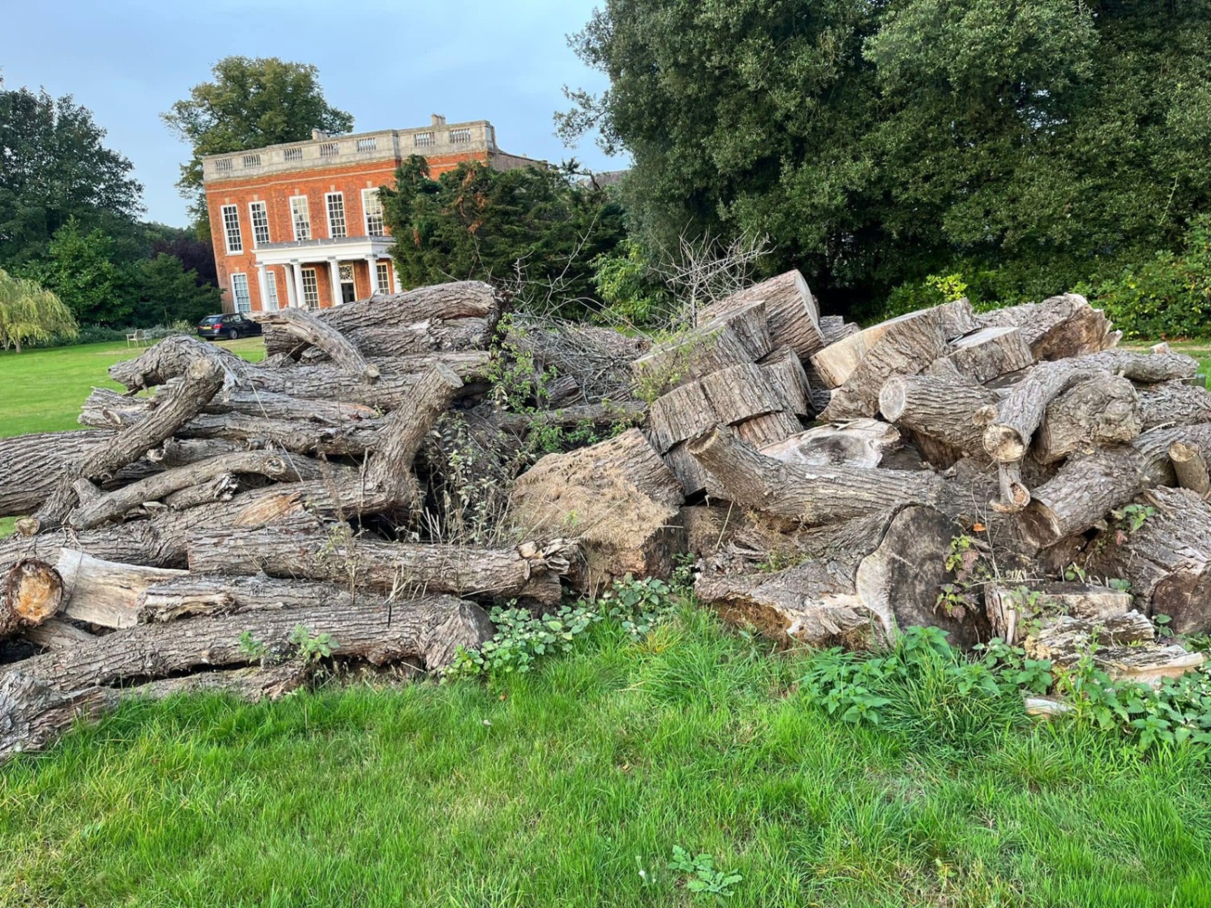 Before and after tree work — before