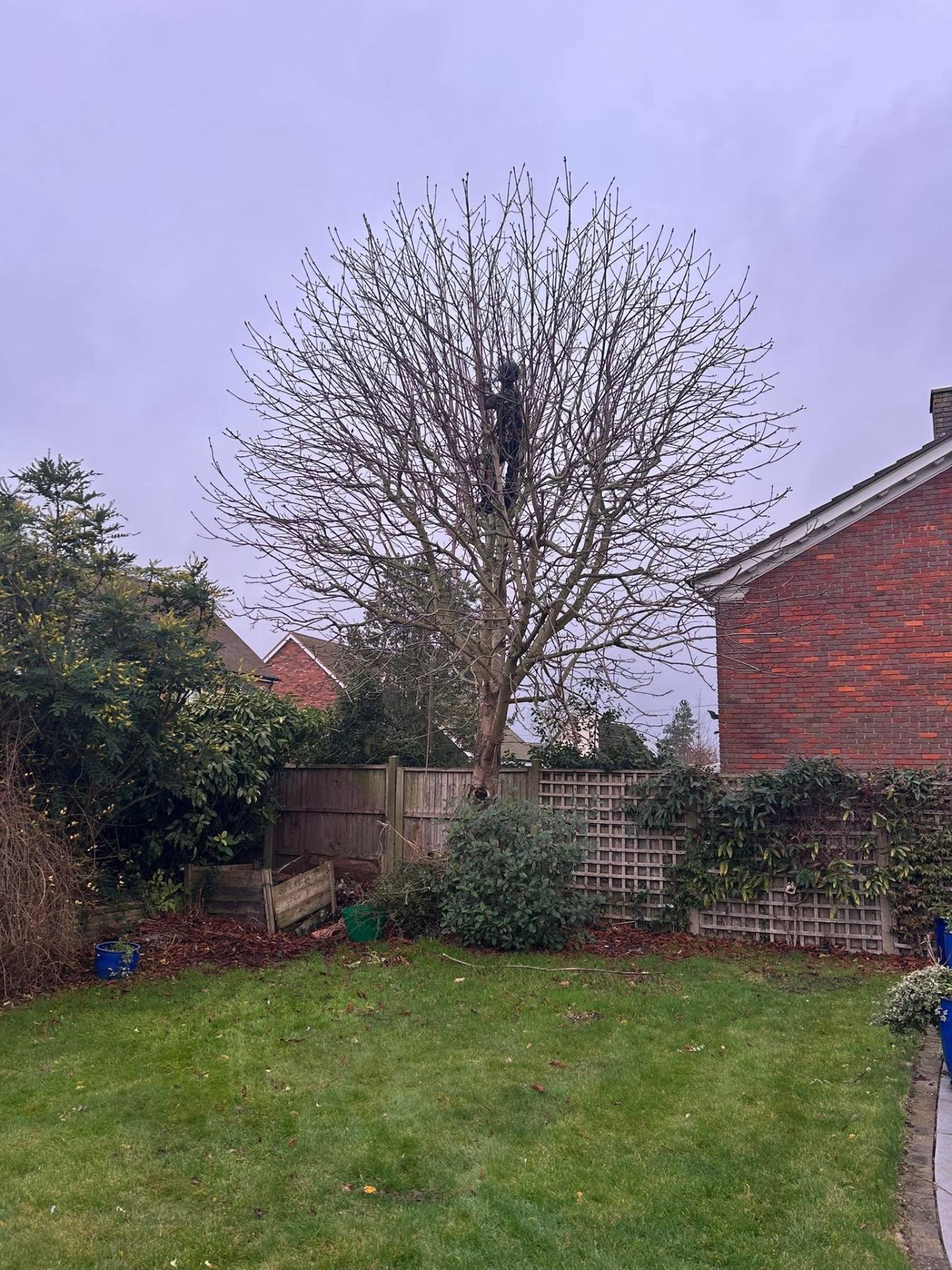 Before and after tree work — before