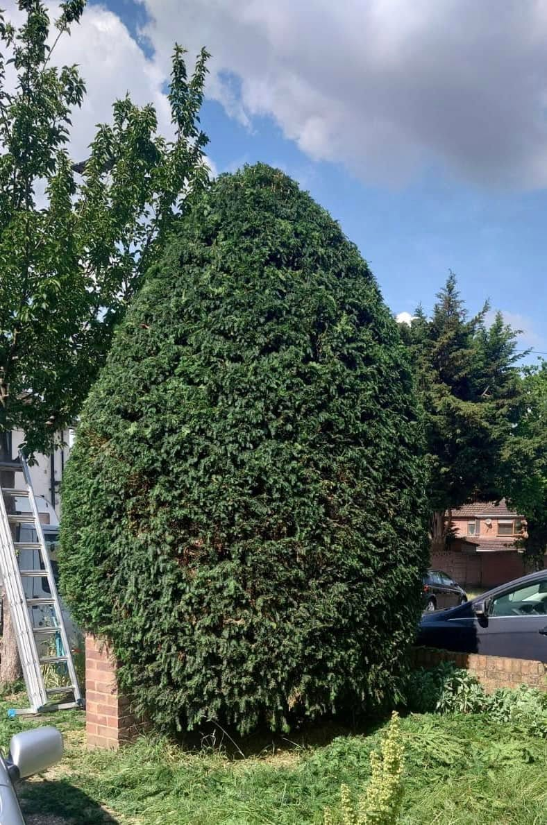 Before and after tree work — after