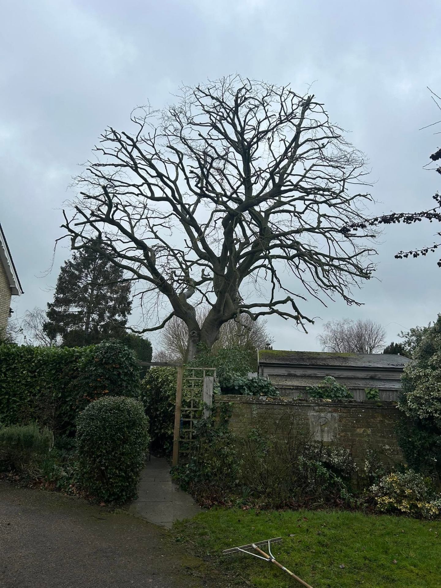 Before and after tree work — after