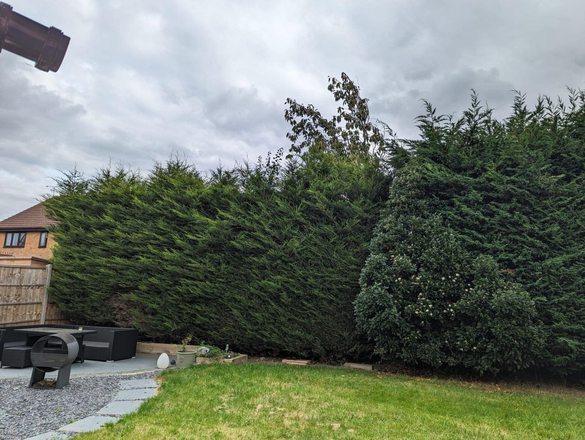 Before and after tree work — before