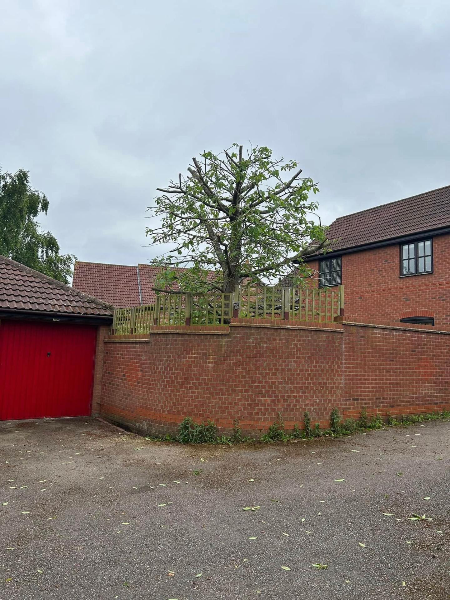 Before and after tree work — after