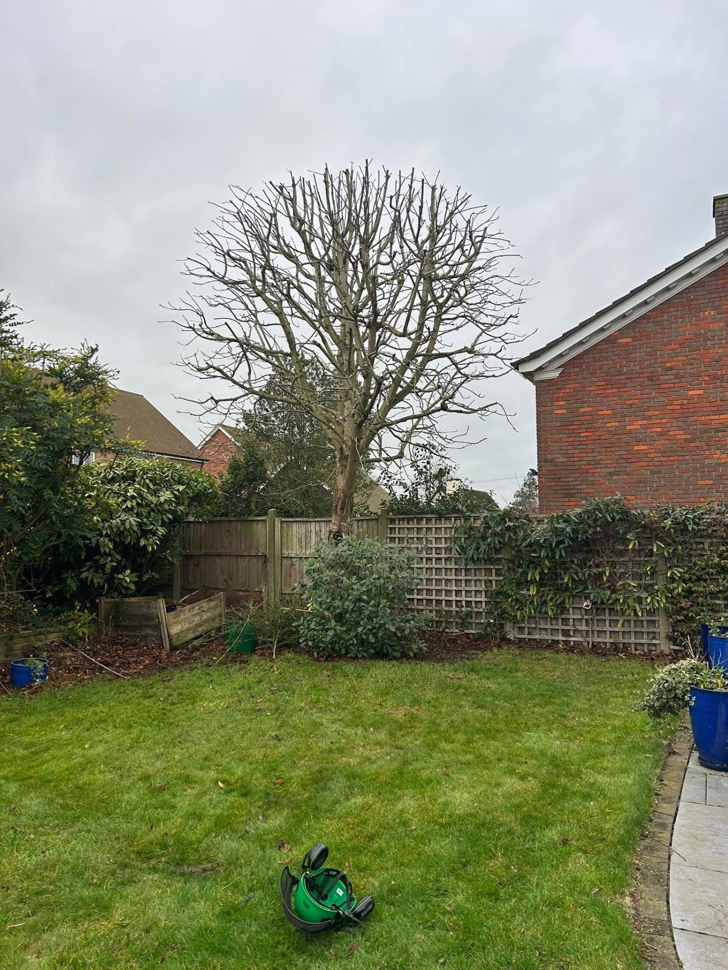 Before and after tree work — after
